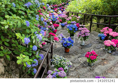 Hydrangeas at Hase-dera Temple in Nara Prefecture Hydrangeas at Hase-dera Temple in Nara Prefecture 141055241