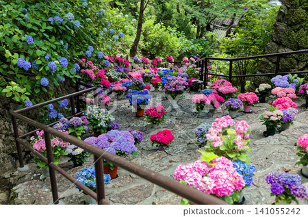 Hydrangeas at Hase-dera Temple in Nara Prefecture Hydrangeas at Hase-dera Temple in Nara Prefecture 141055242