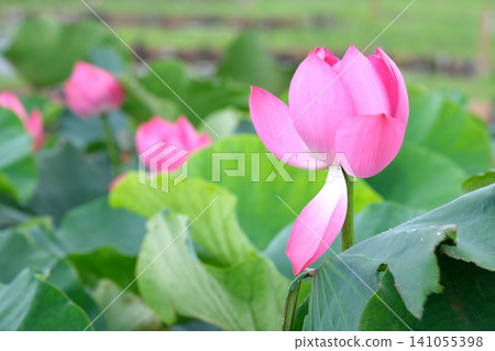pink lotus flower pink lotus flower 141055398