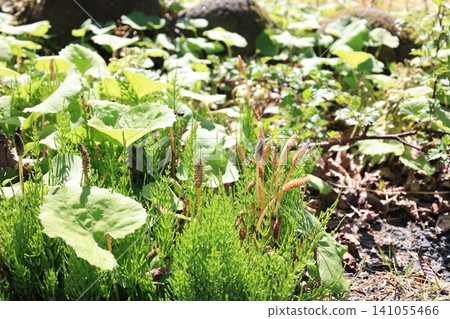 Spore-bearing stems (tsukushi) of horsetail, which grow in clusters. Spore-bearing stems (tsukushi) of horsetail, which grow in clusters. 141055466