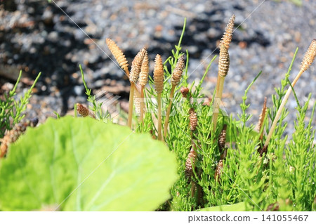 Spore-bearing stems (tsukushi) of horsetail, which grow in clusters. Spore-bearing stems (tsukushi) of horsetail, which grow in clusters. 141055467