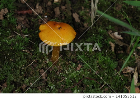 Wild mushroom, *Akiyamatake*, is widely distributed in North America and Europe and is also commonly found in mixed forests in Japan. Wild mushroom, *Akiyamatake*, is widely distributed in North America and Europe and is also commonly found in mixed forests in Japan. 141055512