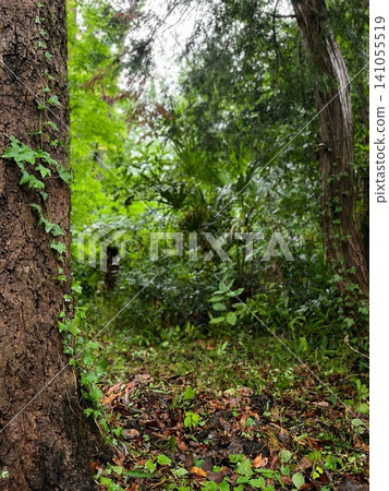 Trees entwined with ivy and the forest breeze after the rain. Trees entwined with ivy and the forest breeze after the rain. 141055519