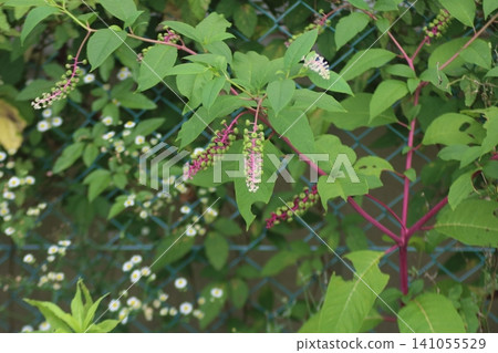 American pokeweed basking in the summer sun American pokeweed basking in the summer sun 141055529