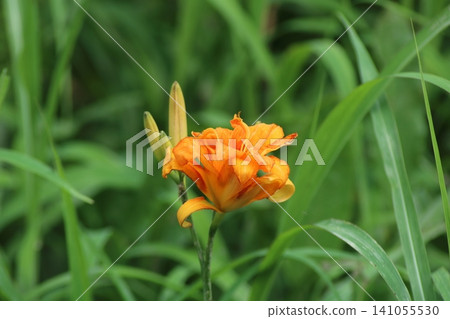 藍天下,萱草的花瓣在草地上閃閃發光。 藍天下,萱草的花瓣在草地上閃閃發光。 141055530