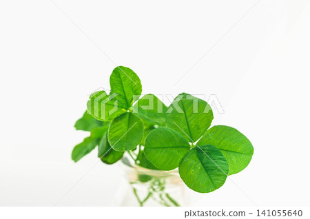 花瓶裡的四葉草 花瓶裡的四葉草 141055640