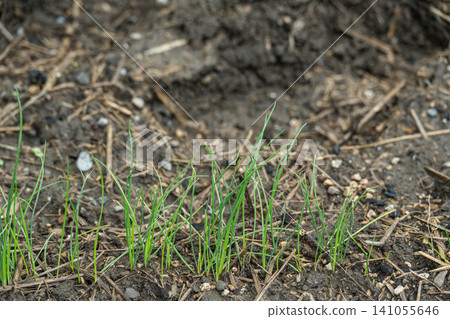 剛從土壤發芽的幼青蔥苗 剛從土壤發芽的幼青蔥苗 141055646