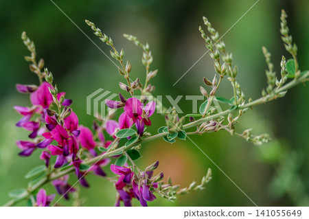 The gracefully extending branches of the bush clover and the lovely reddish-purple flowers The gracefully extending branches of the bush clover and the lovely reddish-purple flowers 141055649