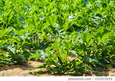 Zucchini fruits and flowers growing in the field 141055659