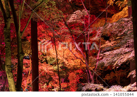 A magical light-up show that illuminates the autumn foliage. A magical light-up show that illuminates the autumn foliage. 141055844