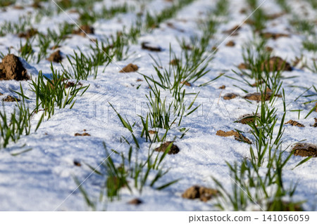 Grass plants push through snow layers on a field in a rural area during the cold winter season showing nature's resilience Grass plants push through snow layers on a field in a rural area during the cold winter season showing nature's resilience 141056059