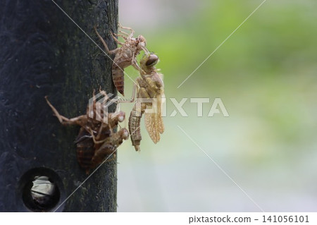 Emergence of dragonfly Emergence of dragonfly 141056101