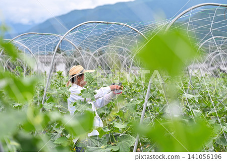 Senior farmers working in the fields Senior farmers working in the fields 141056196