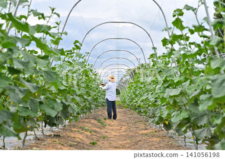 Farmers harvesting cucumbers Farmers harvesting cucumbers 141056198