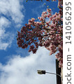Pink Magnolia Blossoms Against Blue Sky Over Street Lamp In Early Spring Urban Scene 141056295