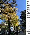 Autumn leaves in Yokohama 141056305