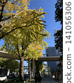 Autumn leaves in Yokohama 141056306