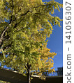 Autumn leaves in Yokohama 141056307