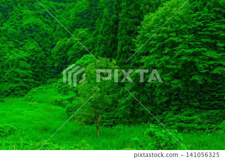 美麗的森林景觀 141056325