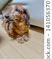 凝視的迷你臘腸犬 141056370