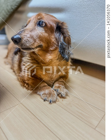 凝視的迷你臘腸犬 凝視的迷你臘腸犬 141056370