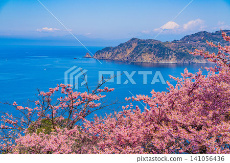 [Shizuoka Prefecture] The West Izu coastline and Mt. Fuji as seen from Koganezaki, where early-blooming cherry blossoms are in bloom. 141056436