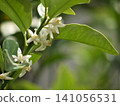 White kumquat blossoms White kumquat blossoms 141056531