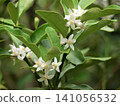 White kumquat blossoms White kumquat blossoms 141056532