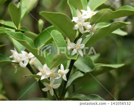 White kumquat blossoms 141056532