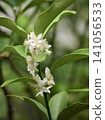 White kumquat blossoms White kumquat blossoms 141056533