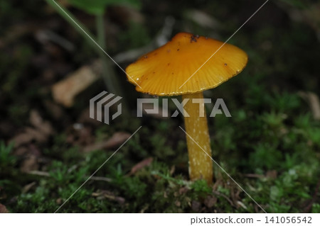 野生菇,*秋山茸*,菌蓋呈檸檬黃至橙色。受潮時會變得黏滑。 野生菇,*秋山茸*,菌蓋呈檸檬黃至橙色。受潮時會變得黏滑。 141056542
