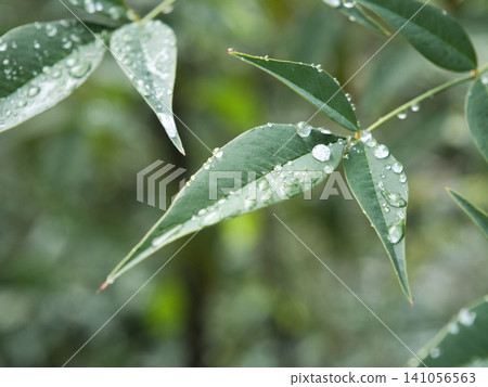被雨水浸濕的南天竹葉 被雨水浸濕的南天竹葉 141056563