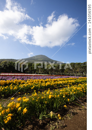 Freesias of Hachijo Island add color to spring. Freesias of Hachijo Island add color to spring. 141056595