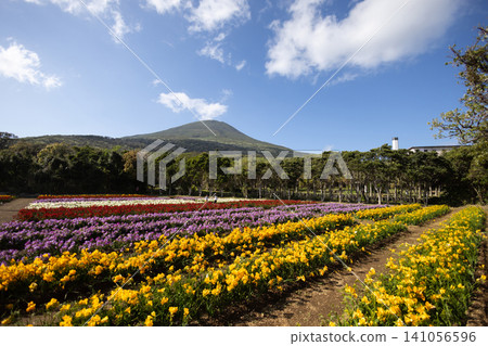 Freesias of Hachijo Island add color to spring. Freesias of Hachijo Island add color to spring. 141056596