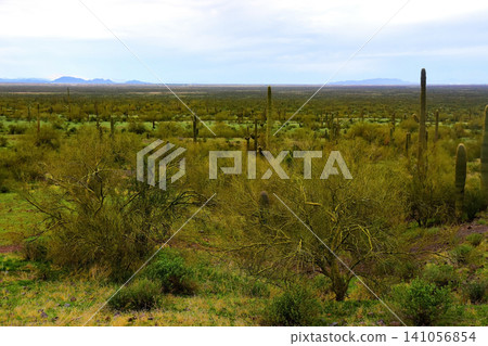 Old Saguaro Cactus Sonora desert Arizona 141056854