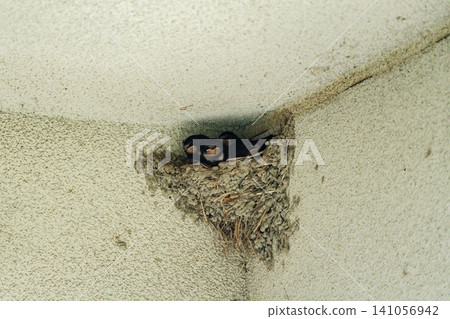 Swallow chicks growing up in the nest 141056942