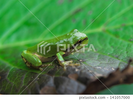 Japanese tree frog on a leaf Japanese tree frog on a leaf 141057000