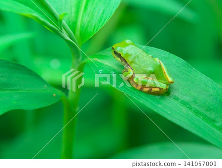 Japanese tree frog on a leaf Japanese tree frog on a leaf 141057001