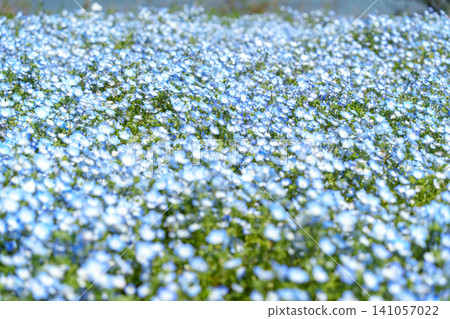 藍色粉蝶花 藍色粉蝶花 141057022