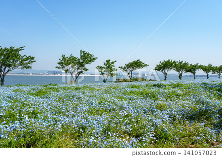 Blue nemophila flowers Blue nemophila flowers 141057023