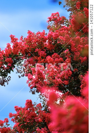 Flower of crape mybs Flower of crape mybs 141057122