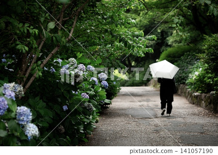 名古屋市鶴舞公園內的繡球花步道 名古屋市鶴舞公園內的繡球花步道 141057190