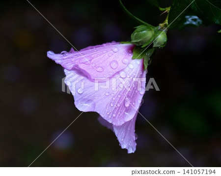 Fresh Rose of Sharon (Hibiscus syriacus) flower with raindrops after the rain Fresh Rose of Sharon (Hibiscus syriacus) flower with raindrops after the rain 141057194