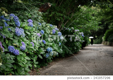 名古屋市鶴舞公園內的繡球花步道 名古屋市鶴舞公園內的繡球花步道 141057206