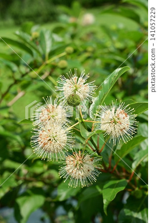 茜草科植物月光幻想 茜草科植物月光幻想 141057229