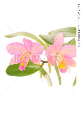 Cattleya orchid, a mix of pink and yellow flowers, against a bright background. Cattleya orchid, a mix of pink and yellow flowers, against a bright background. 141057231