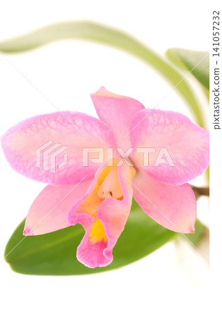 Cattleya orchid, a mix of pink and yellow flowers, against a bright background. Cattleya orchid, a mix of pink and yellow flowers, against a bright background. 141057232