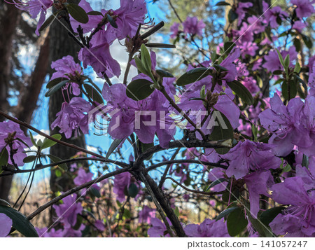 Purple Rhododendron sichotense Flowers Against Spring Sky Purple Rhododendron sichotense Flowers Against Spring Sky 141057247
