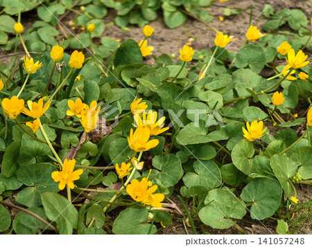Vibrant Yellow Lesser Celandine Ficaria verna Flowers in Spring Meadow Vibrant Yellow Lesser Celandine Ficaria verna Flowers in Spring Meadow 141057248