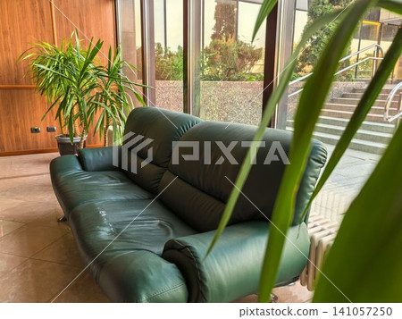 Vintage green leather couch by window with yucca plants in office lobby Vintage green leather couch by window with yucca plants in office lobby 141057250